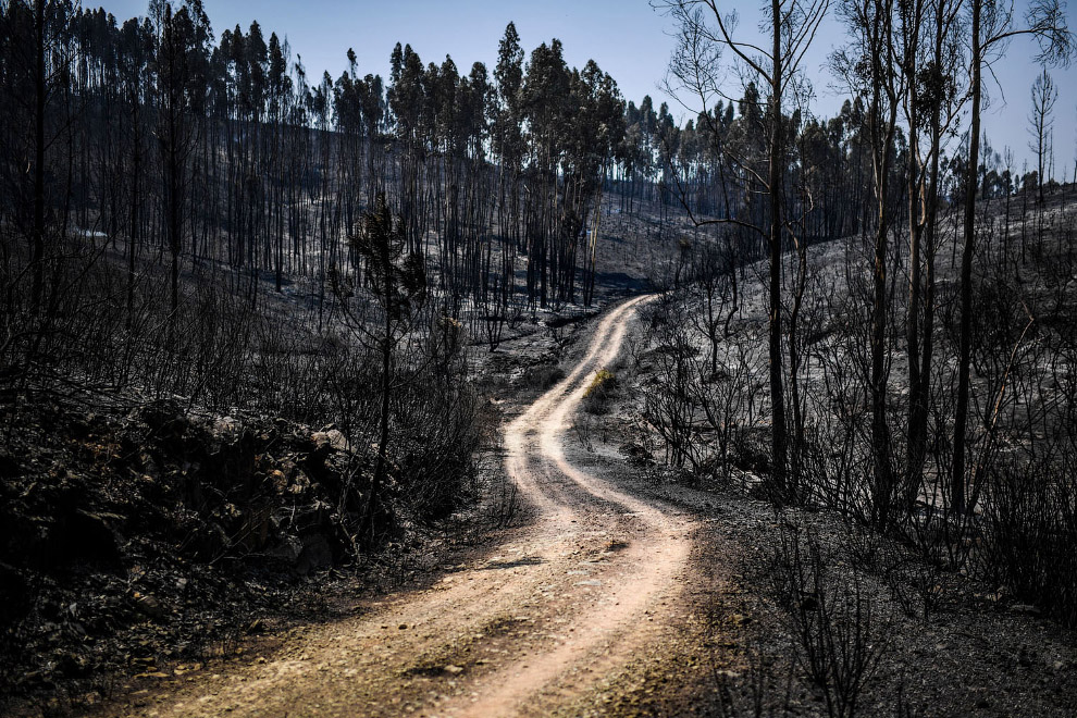 Борьба с лесными пожарами в Португалии