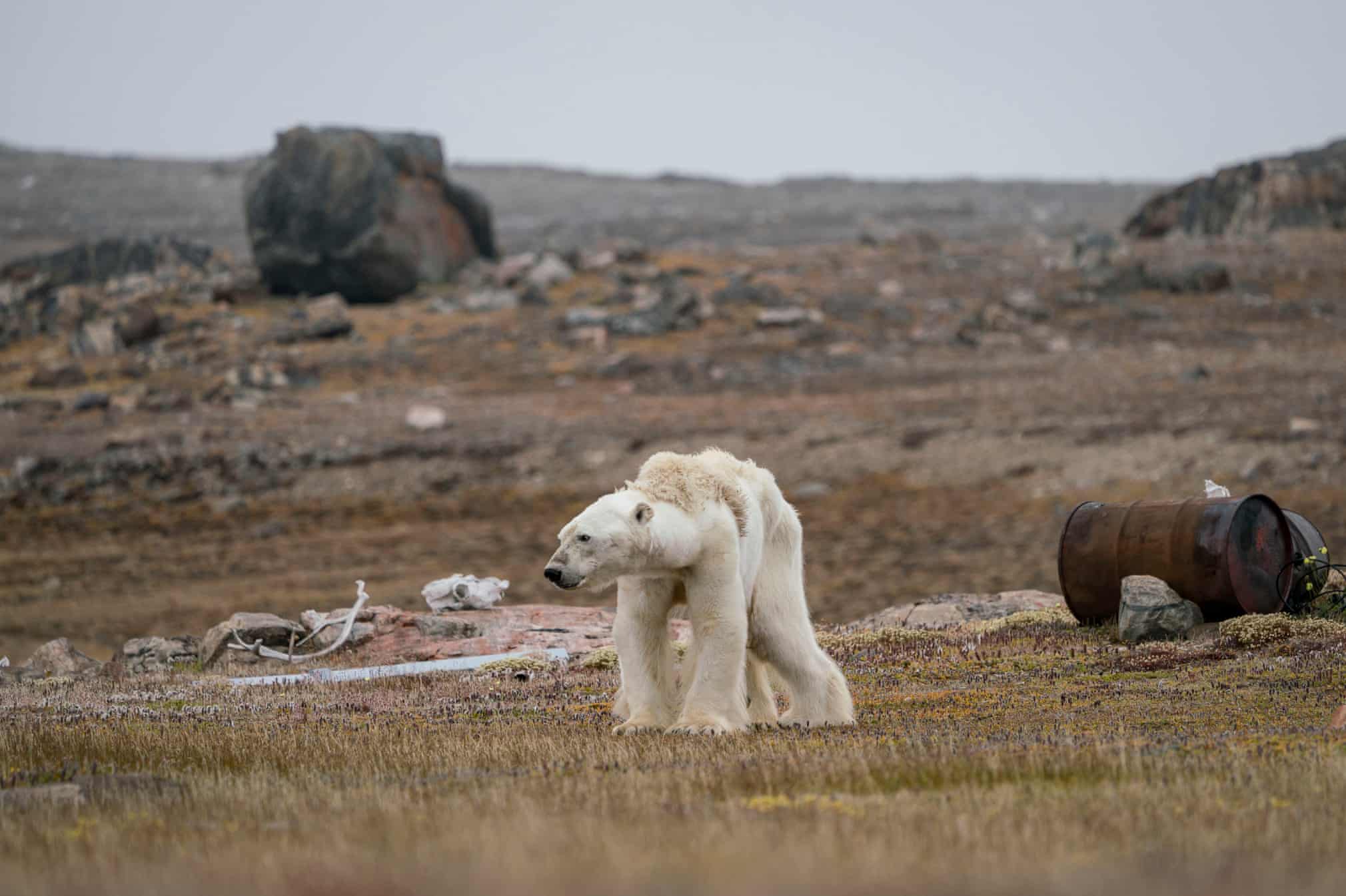 Лучшие фотографии дикой природы 2019 года Фотограф, победитель, категории, Photographer, Wildlife, абсолютный, чтобы, дикой, Awards, победительФото, Photography, после, Nature, когда, этого, Photo, European, British, ягуара, Press