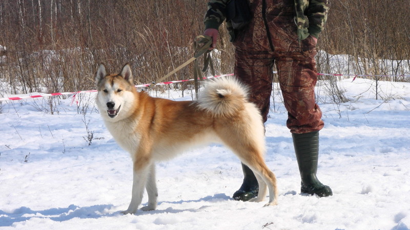 Не на того напали байка, лайка, собаки