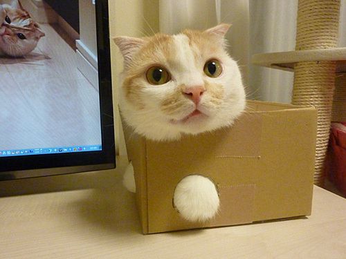 Хозяин, выпусти! 