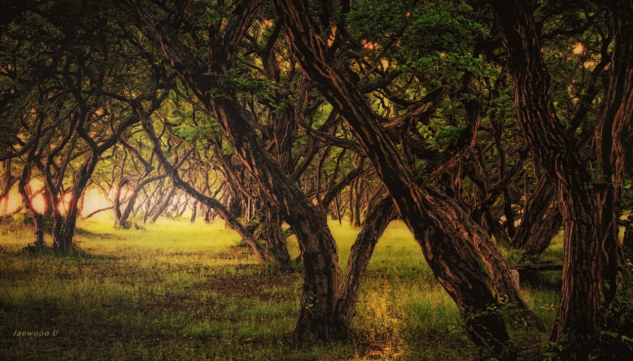 Фотография Dark Forest автор Jaewoon U на 500px