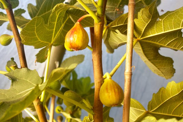 11 необычных фруктов, которые можно вырастить дома садоводство,цветоводство