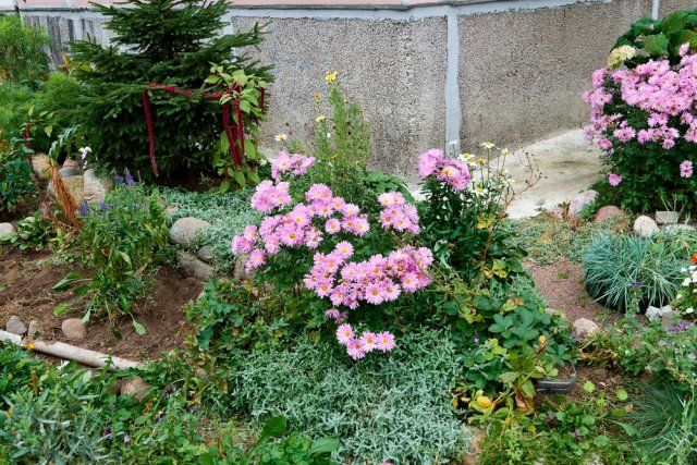 С чем посадить хризантемы: 7 гармоничных вариантов хризантем, хризантемы, может, можно, посадки, также, создать, будут, растения, могут, например, цветение, способны, культур, составить, очень, цветника, позволяет, будет, лучше