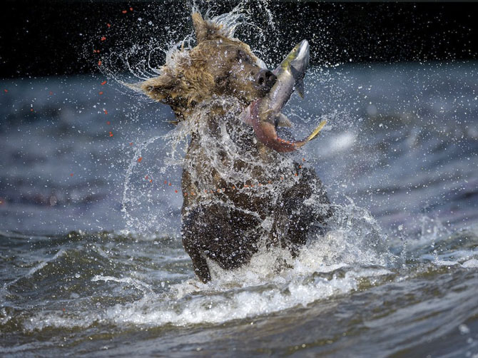 Лучшие фотографии National Geographic за июль 2014