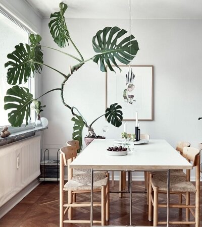 Монстера деликатесная. «Звезда» способная оживить Ваш интерьер в мгновение ока идеи для дома,интерьер и дизайн,комнатные растения