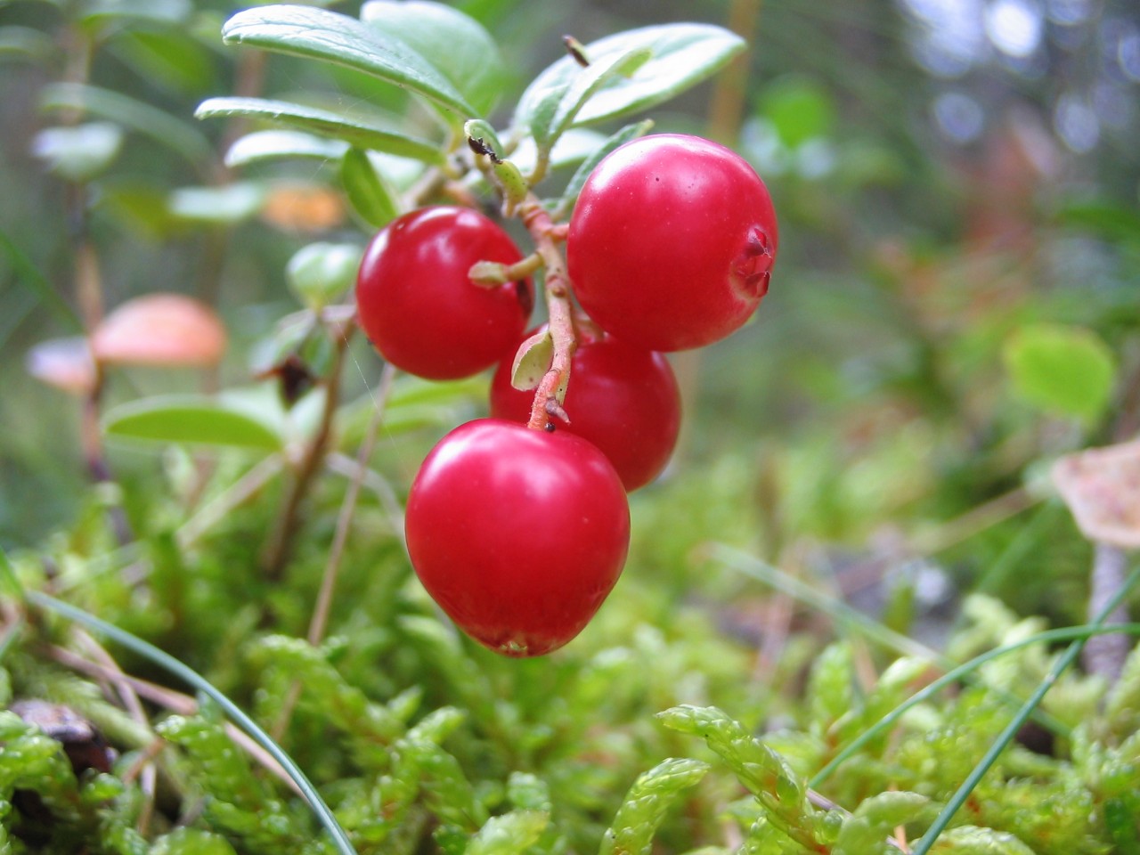 Vaccinium Vitis-idaea Koralle брусника коралл