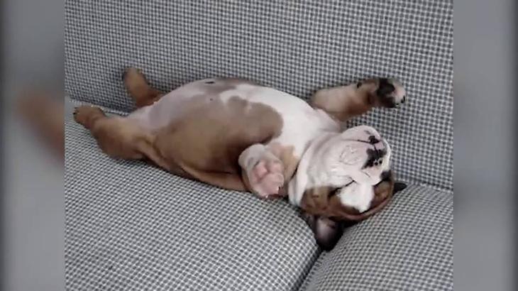 Милейший пост о самых сладких снах Милейший пост о самых сладких снах животные,Истории из жизни,позитив,Смешные животные