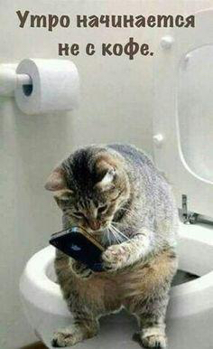 Тараканов в моей голове сожрала белочка Тараканов в моей голове сожрала белочка анекдоты,веселые картинки,демотиваторы,юмор