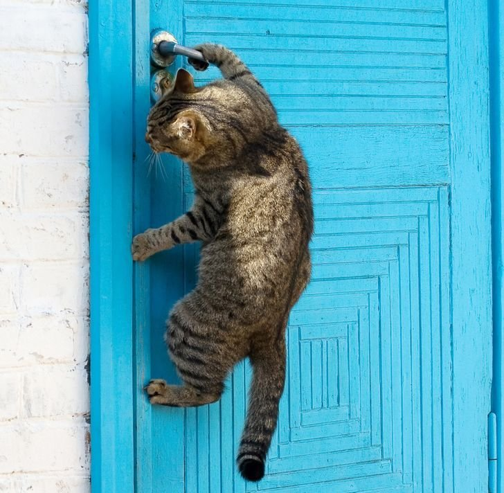 Зачем коты постоянно просят открыть дверь, но не заходят в неё? Это манипуляция! Но стоит ли на неё вестись? дверь, только, кошек, чтобы, двери, специальные, котика, дверью —, когда, дверьми, перед, открытой, скоро, проверять, своими, хозяин, природаХозяин, и не злитесь, такова, он снова