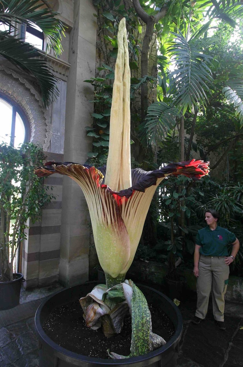 Самый большой и самый вонючий Аморфофаллус (Amorphophallus)