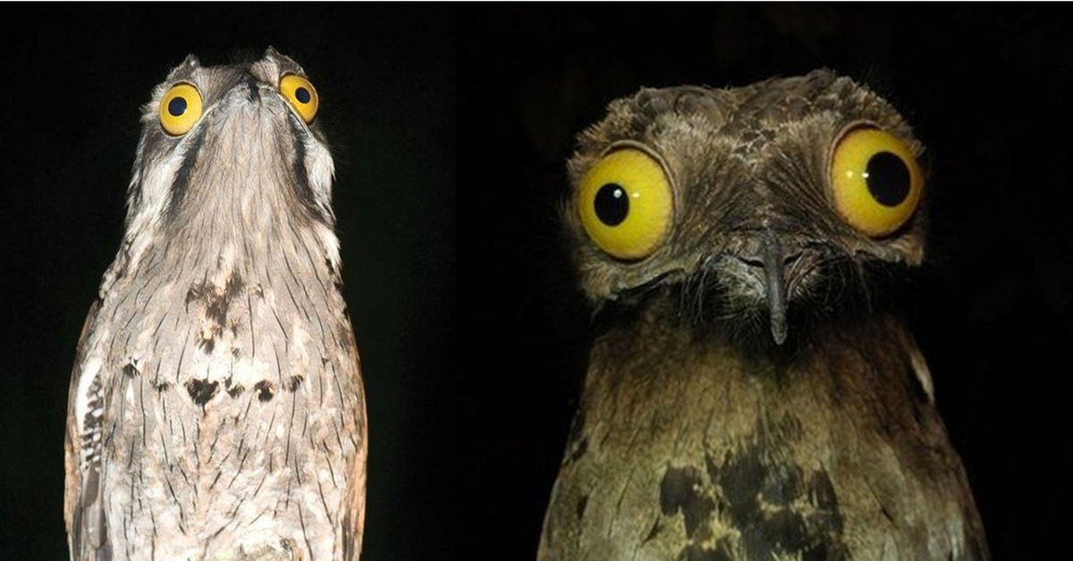 Лицо с обложки: венесуэльская птичка поту строит глазки лучше, чем звезды которые, умеет, Часто, несут, клювами, мордашки, необычные, пнеИх, прямо, оставляют, которое, одному, только, корыПтички, оставят, древесной, незаметными, почти, делает, окрас