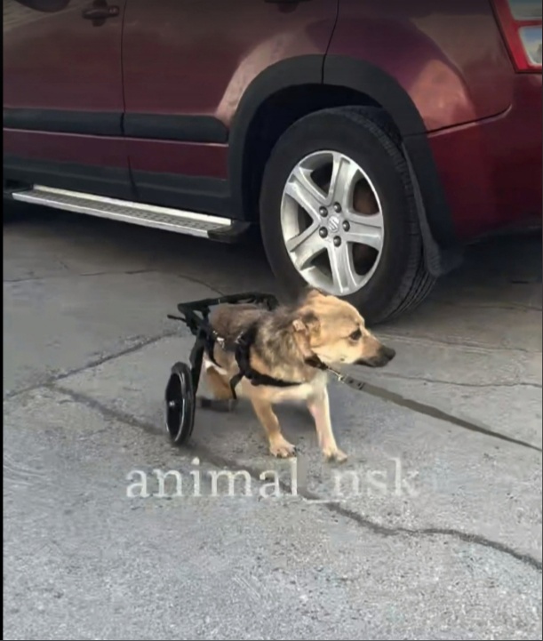 В Новосибирске собаке Хлое с отказавшими лапами купили инвалидную коляску