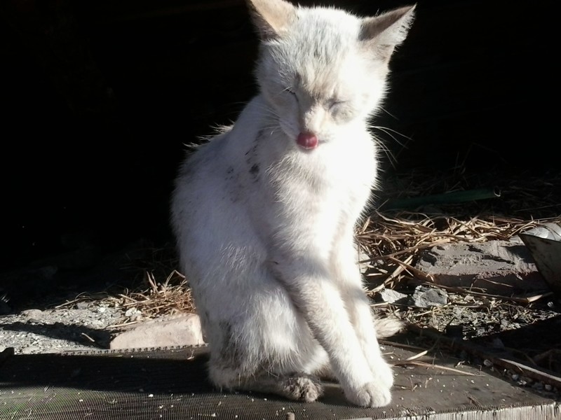 3. Загуляло... котята, кошка, частный дом