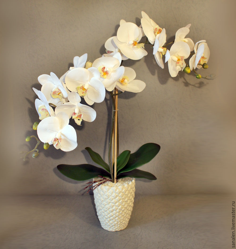 Картинки по запросу белая орхидея в горшке