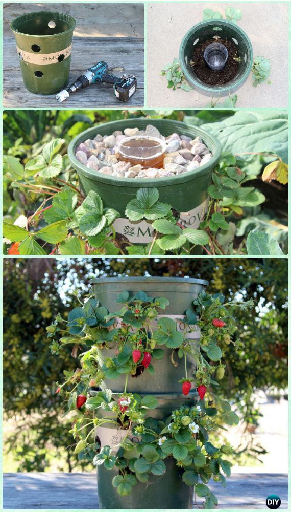 Клубника: как только не сажают эту ягоду Клубника: как только не сажают эту ягоду поделки для сада