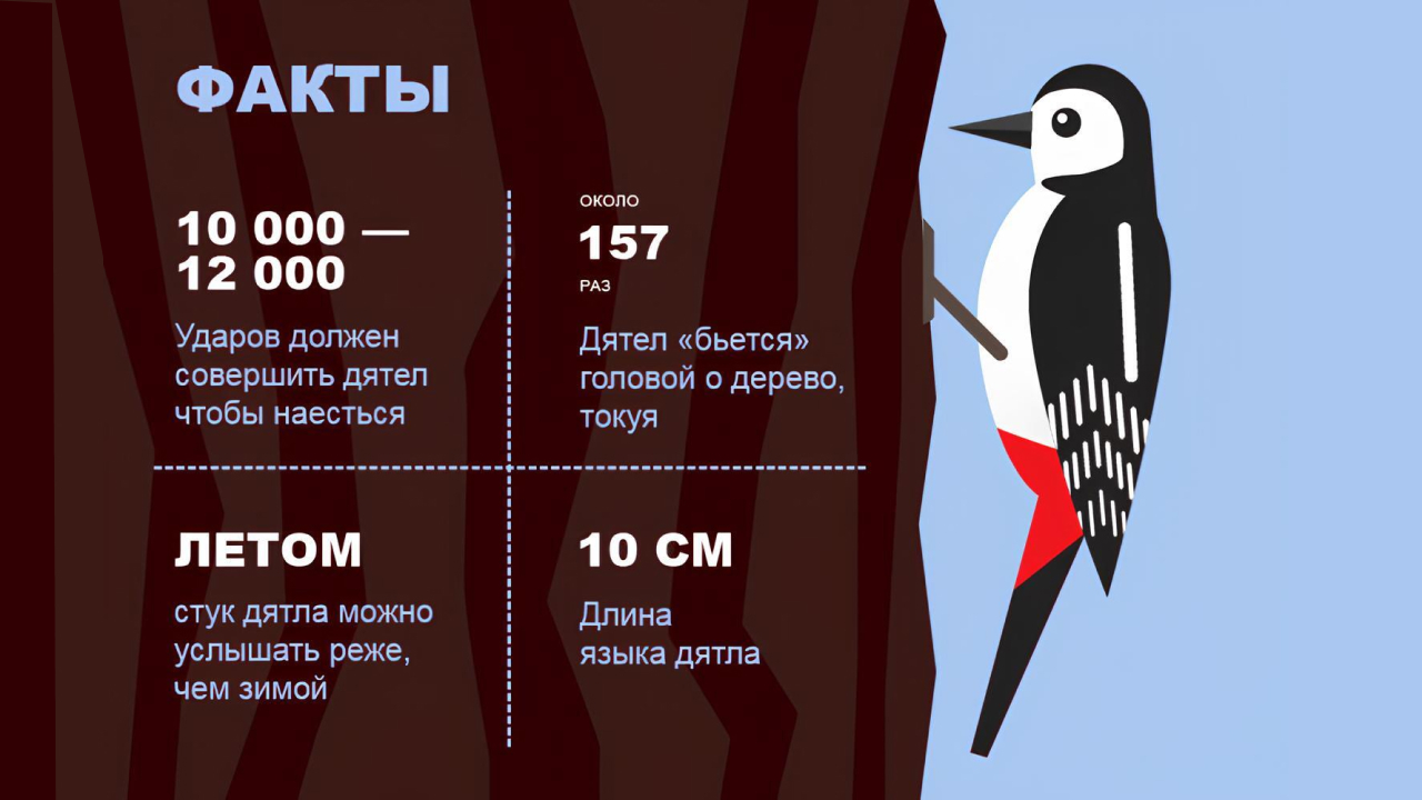 Факты о дятлах, Моя Планета