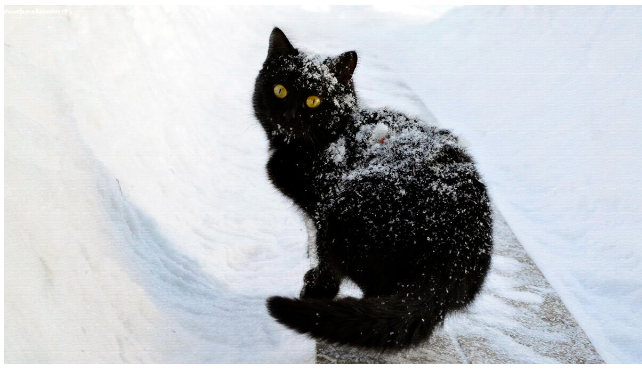 Кот, который гуляет сам по себе 