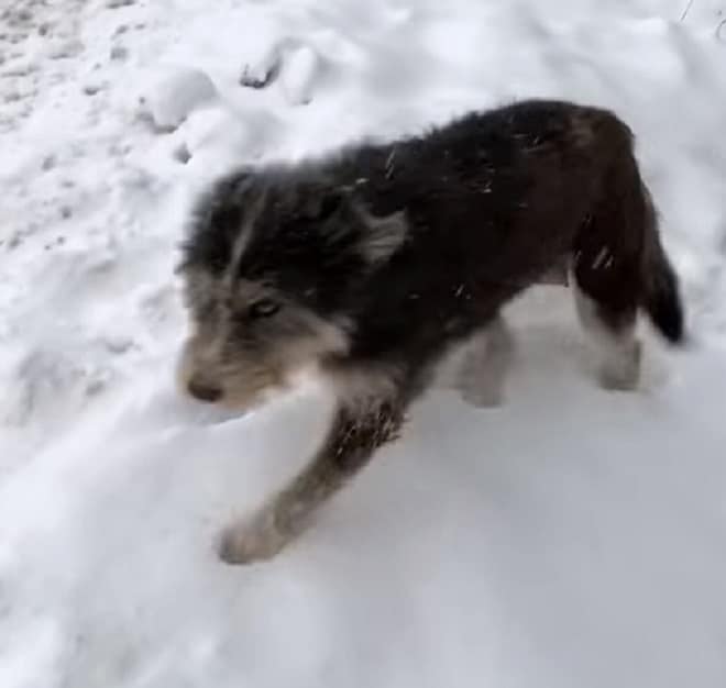 Бездомная собака