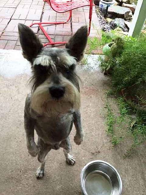 Ми-ми-ми наоборот: Когда животное не в духе животные,фото