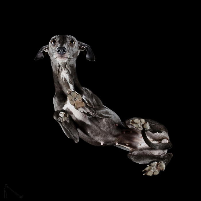 Животные: вид снизу Животные: вид снизу