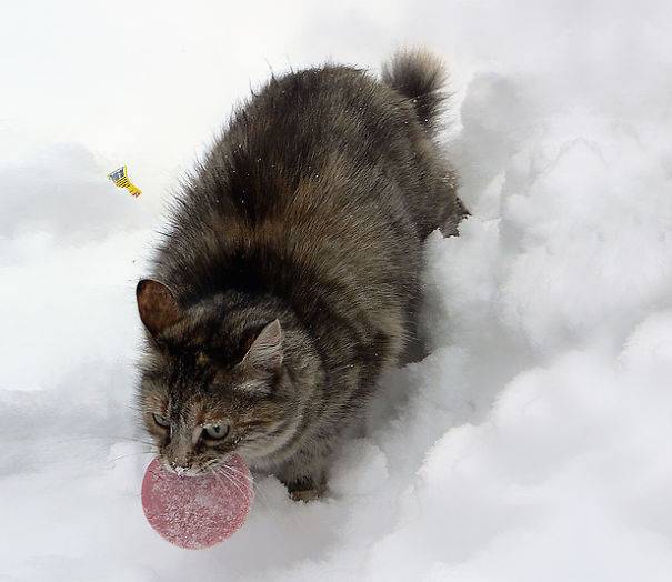 коты воришки, коты пойманные с поличным