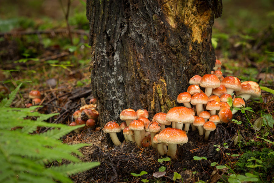 Королевские грибы для засолки, которые появляются в лесу в сентябре грибы,домашний досуг,заготовки,правила сбора