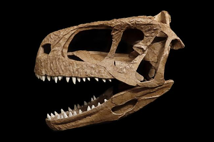 Обнаружен «вызывающий страх» новый хищный динозавр Наука и техника