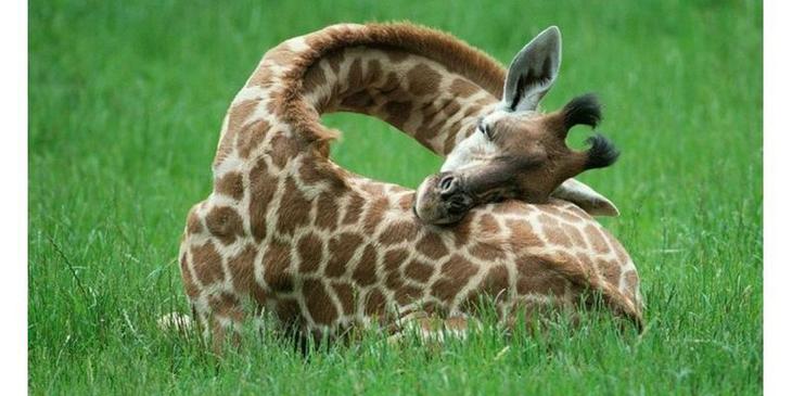 Милейший пост о самых сладких снах Милейший пост о самых сладких снах животные,Истории из жизни,позитив,Смешные животные