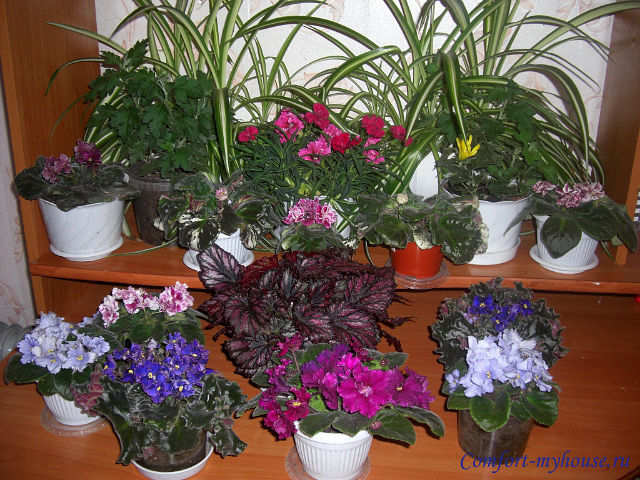 Любит-не любит (гадание на ромашке) или можно ли не любить комнатные цветы?