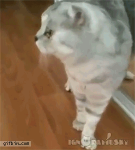 зеркало, кот
