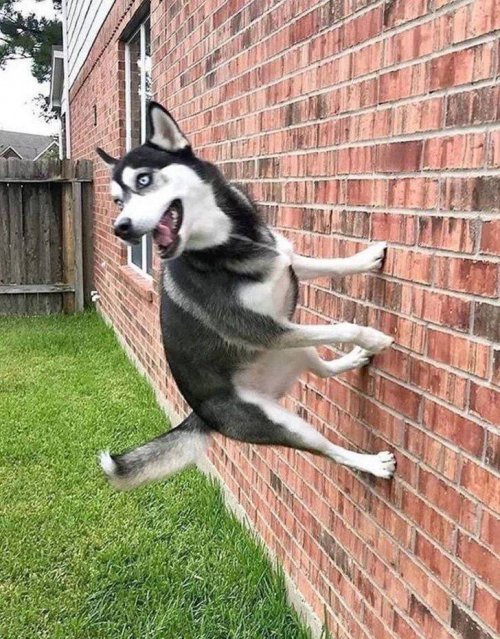 Фотоприколы с животными, которые поднимут настроение Фотоприколы с животными, которые поднимут настроение mir-interes.info