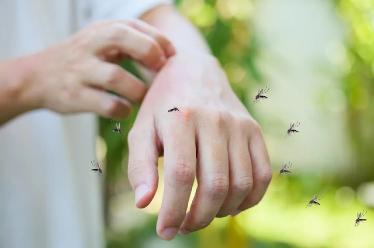Комары и мошки — летняя напасть. Как защитить себя и детей от насекомых?