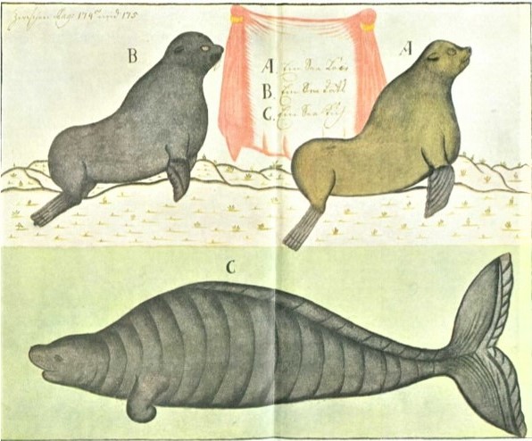 Морской лев, морской котик и морская корова. (Ваксель, С. Вторая камчатская экспедиция Витуса Беринга, 1940) Морской лев, морской котик и морская корова. <br>