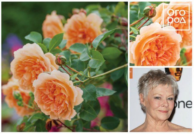 David Ausrin rose Dame Judi Dench