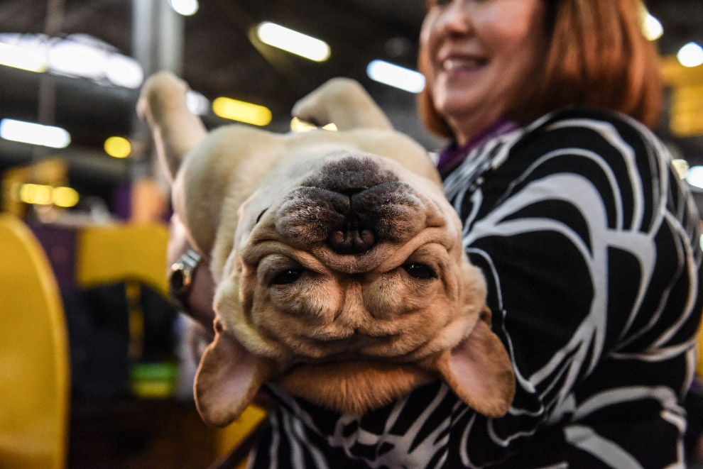 Выставка собак Westminster Kennel Club 2020 животные,Путешествия,фото