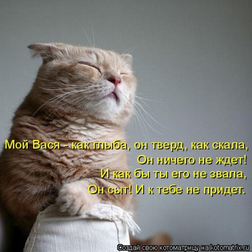 Свежая котоматрица (26 фото)