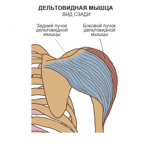 Кость вращение вокруг своей оси при поднятии плеча. Биомеханика плеча 04