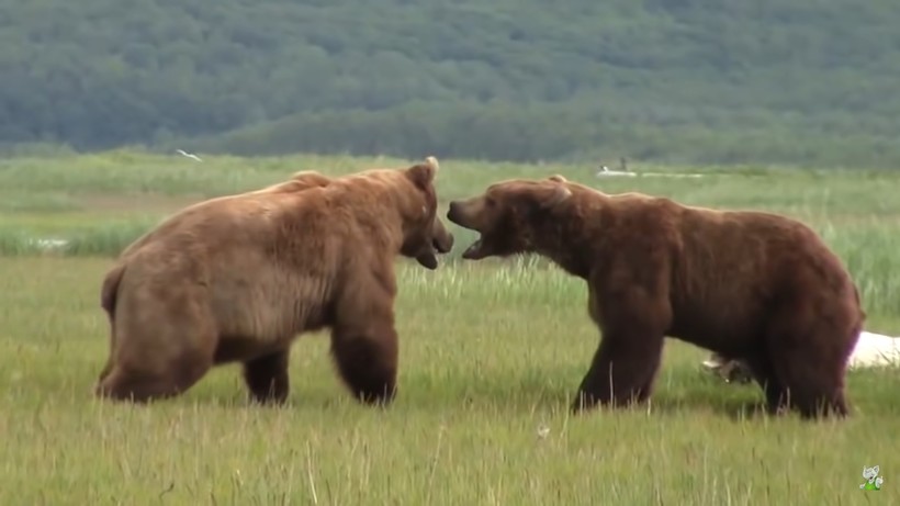 Видео медведи против