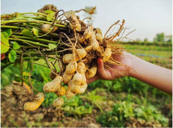 Готовы поспорить, что вы никогда не видели, как растут эти 20 продуктов Готовы поспорить, что вы никогда не видели, как растут эти 20 продуктов