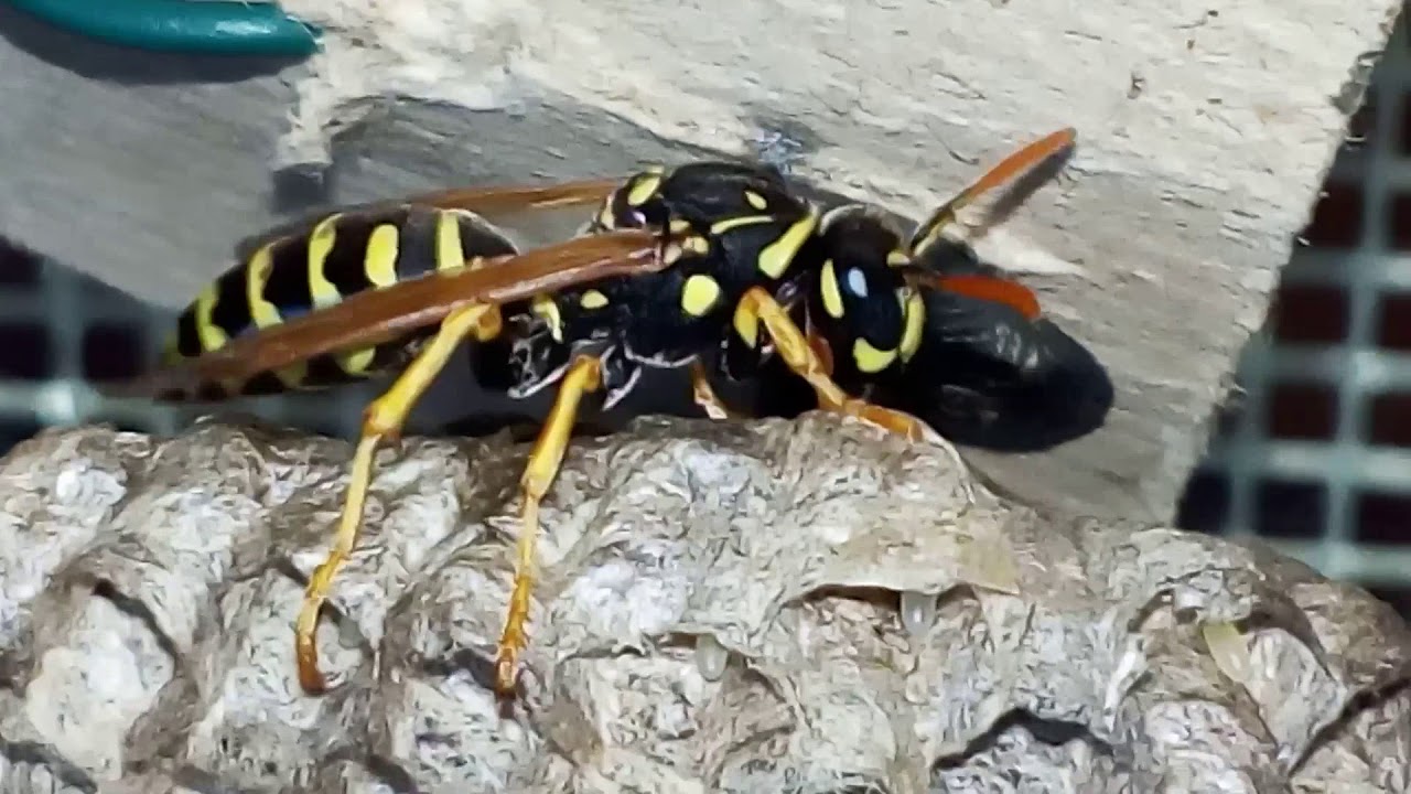 Красивая матка осы polistes dominula - YouTube