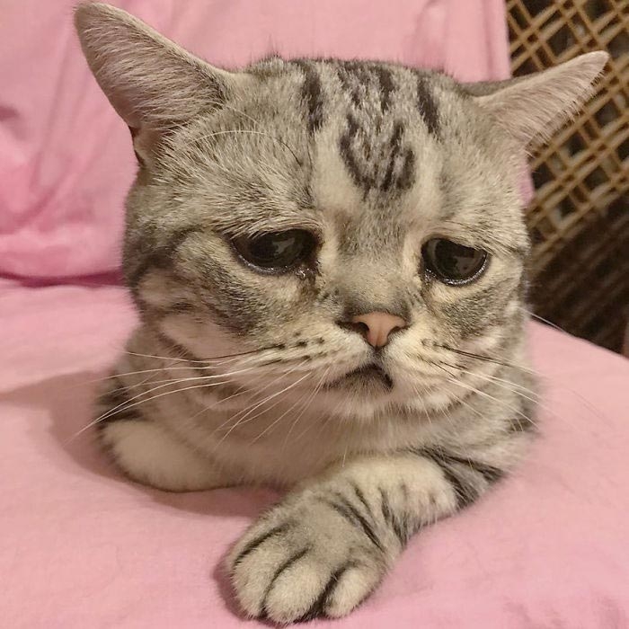кошка луху, самая грустная кошка в мире 