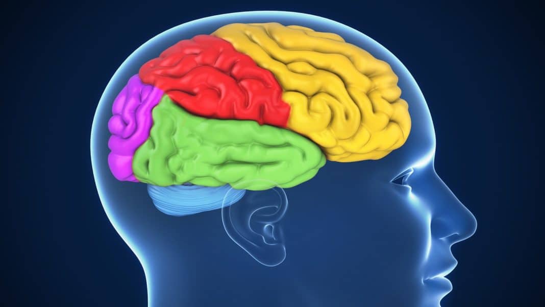 Доли головного мозга – их роль в восприятии внешнего мира и взаимодействии с ним мозга, головного, долей, функции, части, является, функций, способность, лобных, возможность, теменной, человека, способности, информации, височной, доминантной, отвечают, обеспечивает, органа, этого