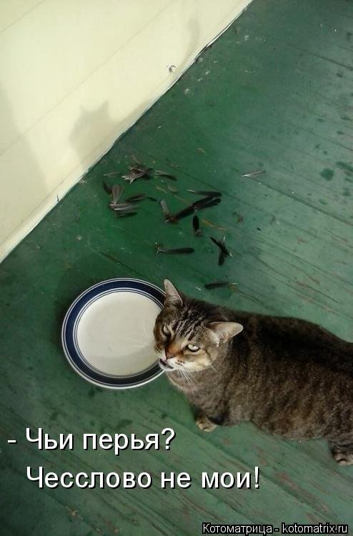 Свежая котоматрица (26 фото)