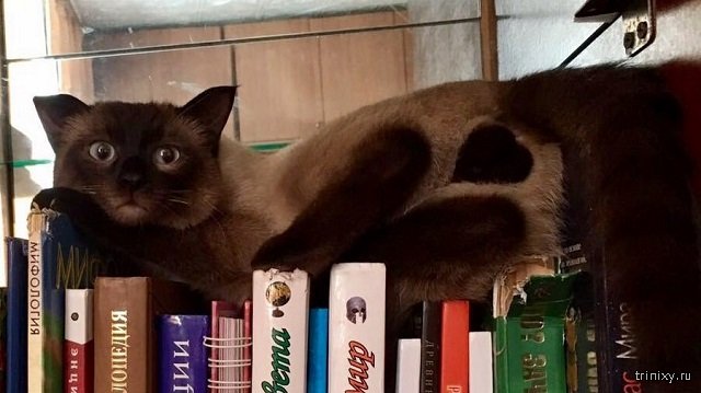 Нежных чувств пост Нежных чувств пост смешные картинки