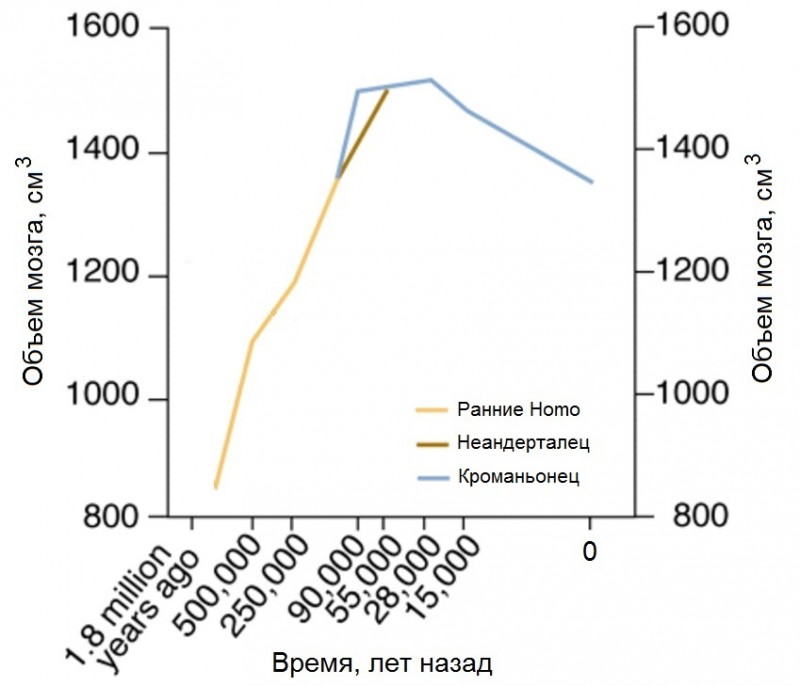 Загадка: Почему мозг Homo sapiens уменьшается? антропология,медицина,мозг,наука, загадка, нервная система