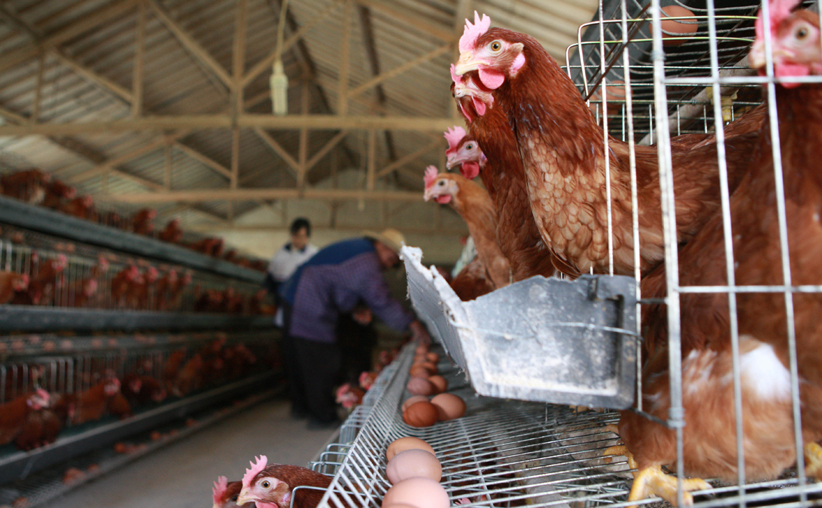 Эксперты назвали меры профилактики при птичьем гриппе Эксперты назвали меры профилактики при птичьем гриппе