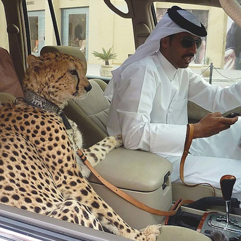 Дикие животные в Дубае не такие уж и дикие дубай, дубай оаэ, оаэ, факты