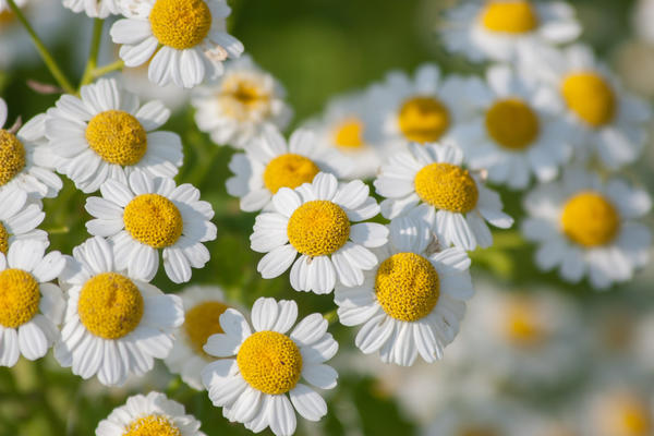 Настоящие ромашки &amp;amp;mdash; Chrysanthemum parthenium