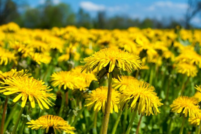 Close up of spring dandelion field (differential focus)