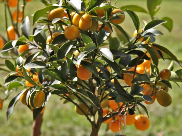 11 необычных фруктов, которые можно вырастить дома садоводство,цветоводство